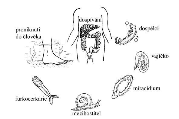 Cyklus Schistosoma