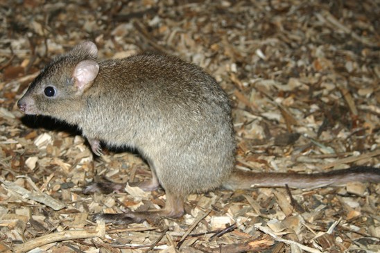 klokánek