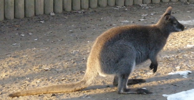 klokan