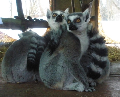 lemur kata