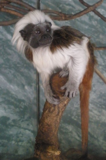 tamarín pinčí