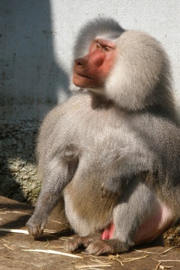 pavián pláštíkový