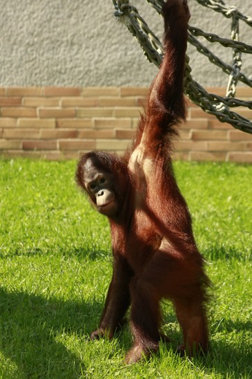 orangutan