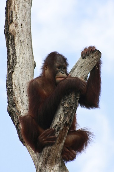 orangutan
