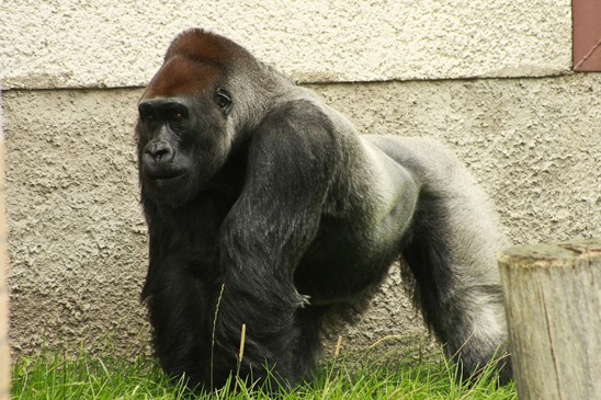 gorila