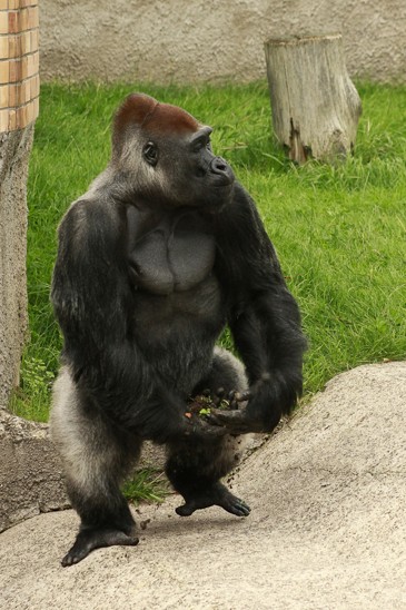 gorila