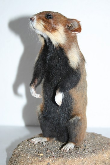 křeček polní