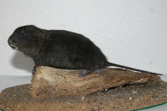 hryzec vodní