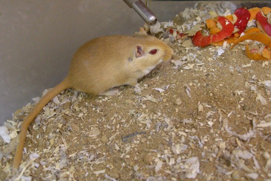 pískomil