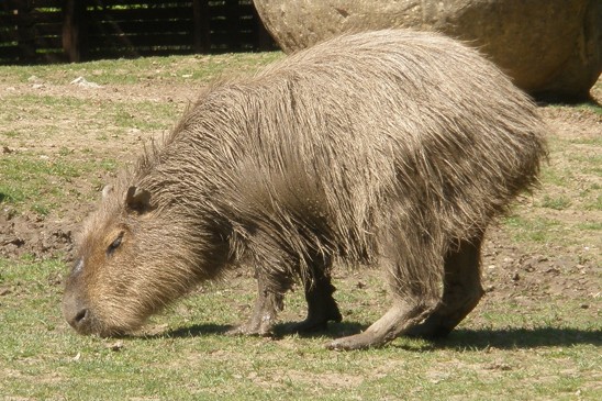kapybara