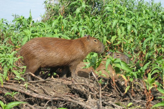 kapybara