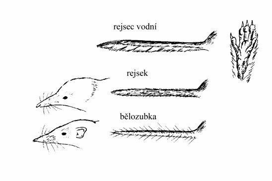 naši rejskovití