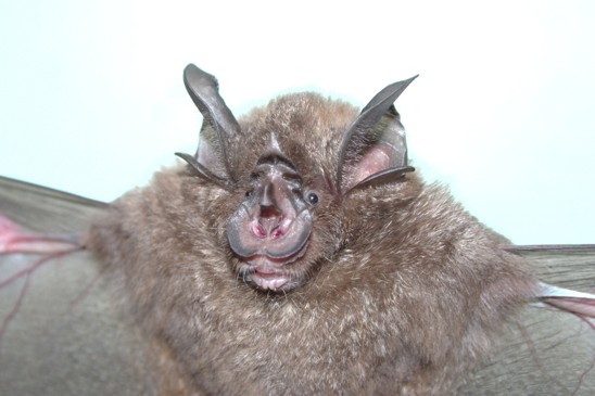 vrápenec