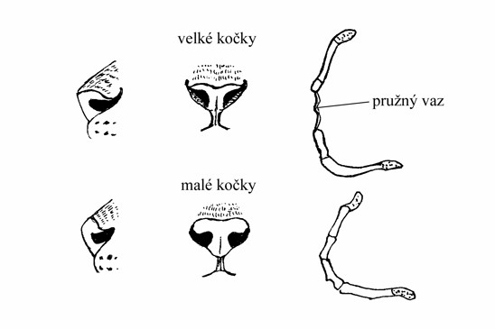 velké vs. malé kočky