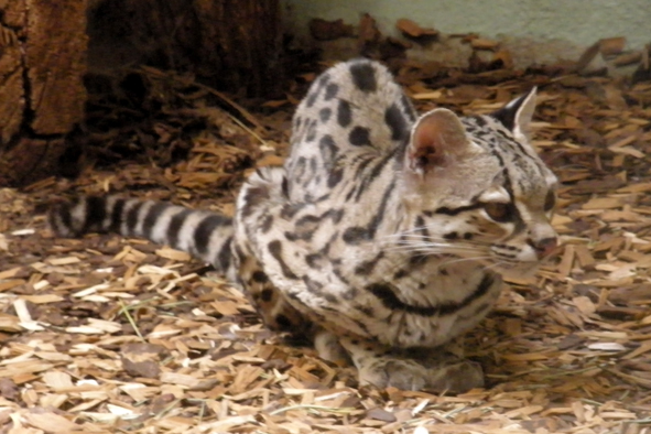 ocelot dlouhoocasý - margay