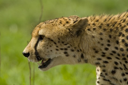 gepard
