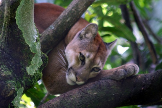 puma