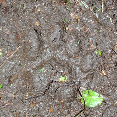 puma stopa