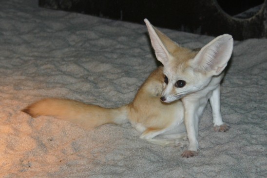 fenek