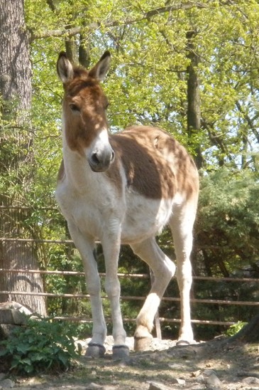 kiang