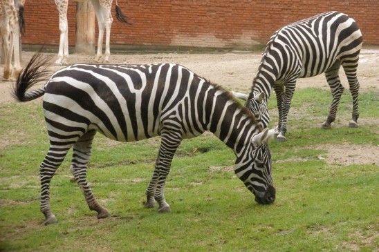 zebry