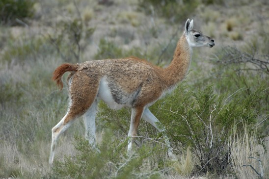 guanako