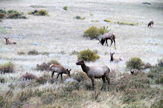 wapiti