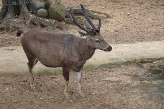 sambar