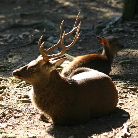 sika