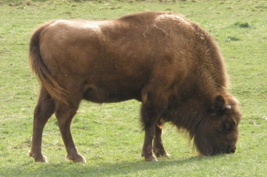 zubr