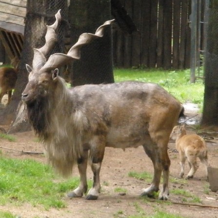 koza šrouborohá