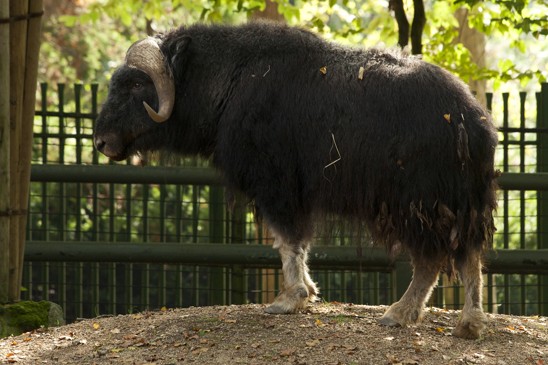 pižmoň 