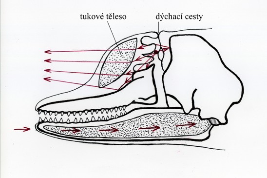 echolokace