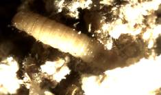 Potemnk hnd - larva 2