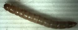 Potemnk moun - larva