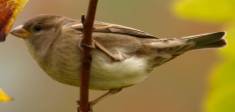 Vrabec domc - samice