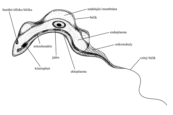 trypanosoma