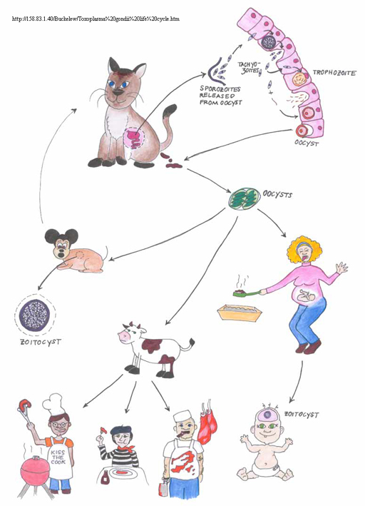 cyklus Toxoplasma gondii