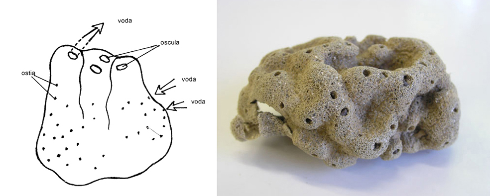 Co jsou porifera?