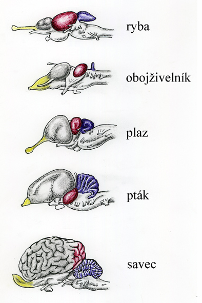 evoluce mozku obratlovců