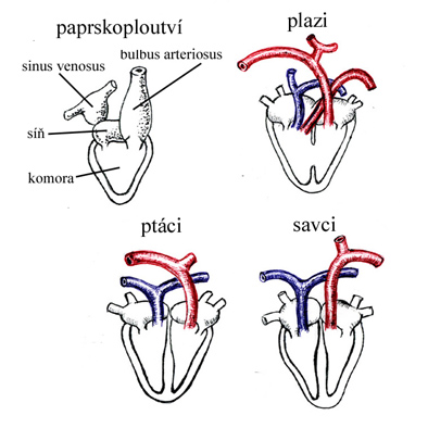 evoluce srdce obratlovců