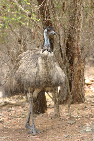 emu hnědý