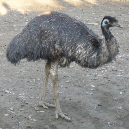 emu hnědý