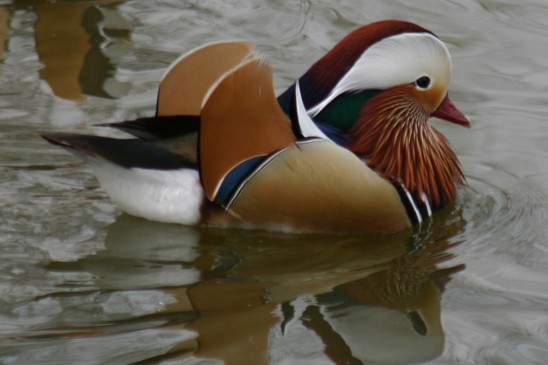 kachnička mandarinská