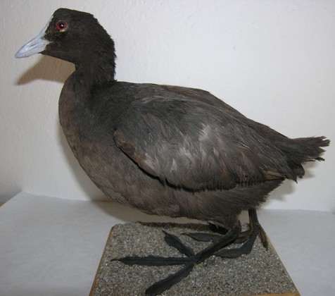 lyska černá