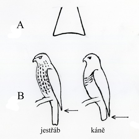 káně vs. jestřáb
