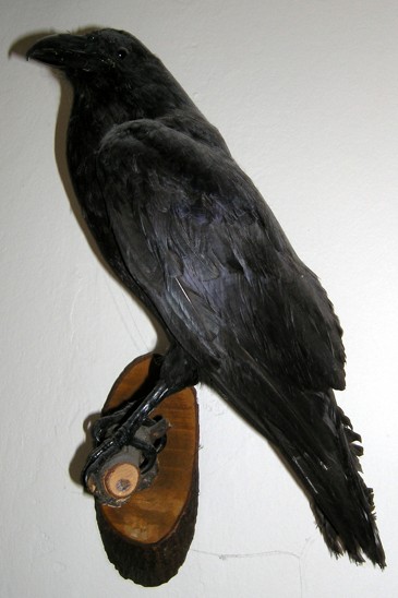krkavec velký