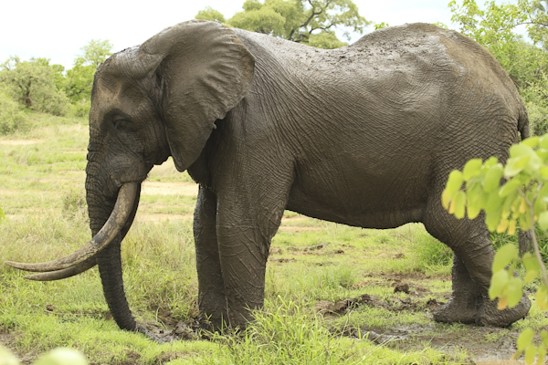 slon africký