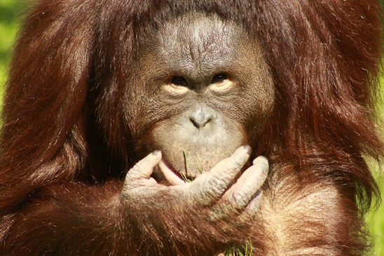 orangutan