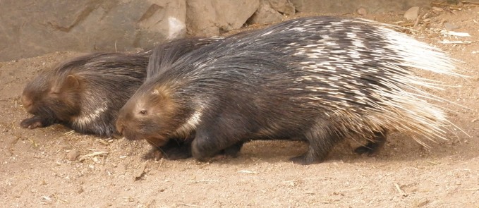 dikobraz